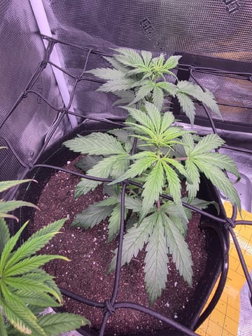 Vanna's Vanilla — vegetative, day 32