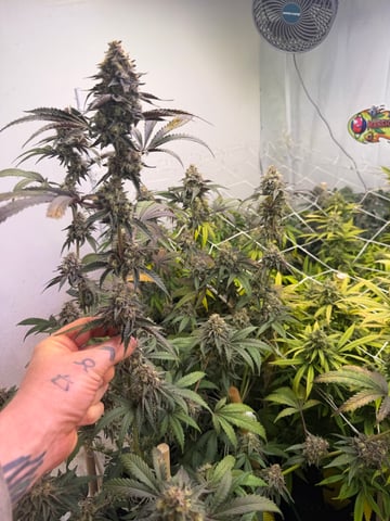 Indoor Grow  — flower, day 192