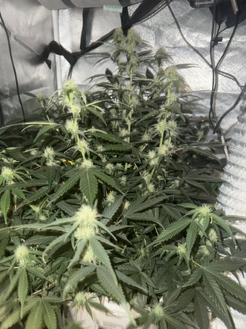 Key Lime Pie — flower, day 50