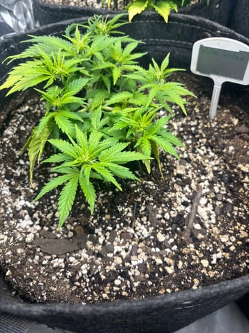 winter 25-26 — vegetative, day 25