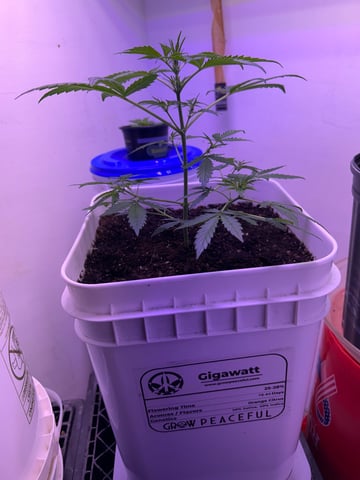 Gigawatt  — auto, day 65