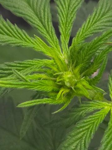 Homegrown - 🍒 🥧 & GSC Auto, 🚀 Seeds 🍌 Buttercups  — flower, day 38