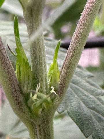trying some bag seeds — flower, day 32