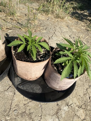Auto Grow #3 2026 — vegetative, day 28