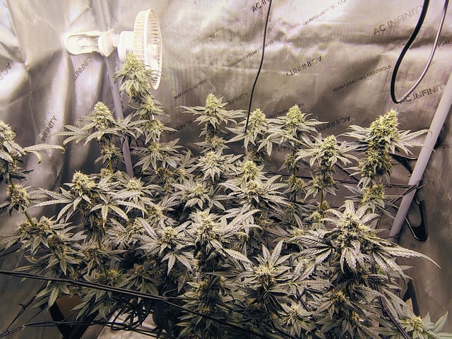 Athena Run  — flower, day 88