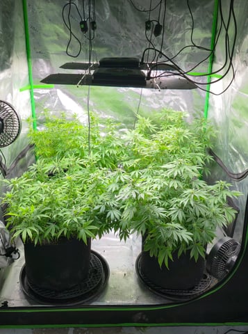 This grow may be interesting! — flower, day 129