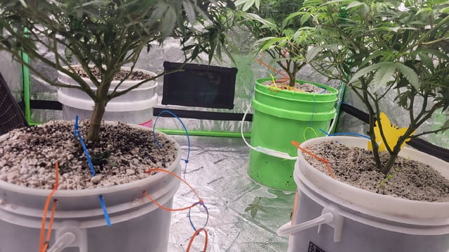 1st grow indoors(cardboard box to 2x2x4 to 5x5x6) — flower, day 89