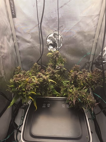 Vanna's Vanilla — auto, day 79