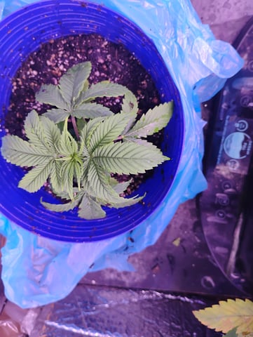 OGGodoe — flower, day 2