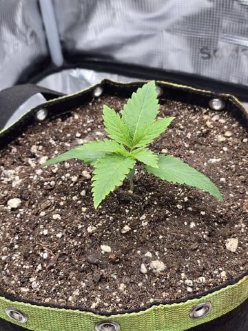 mc nuggets r1 — vegetative, day 11