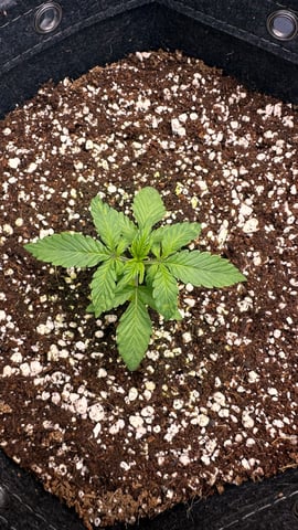 Autos: Banana Purple Punch (1)  & Guava Fig (2) — seedling_rooting, day 22