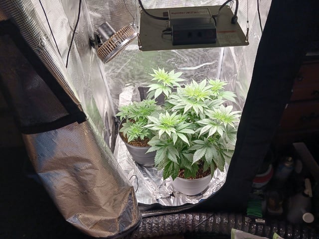 Gorilla Sherbert Feminized From Blimburn Seeds  — flower, day 34