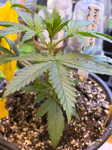 Apollo x Jealousy  — vegetative, day 2