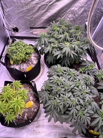 Indoor Grow  — vegetative, day 25