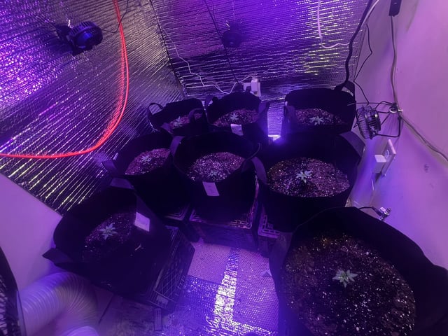 The whites — vegetative, day 1