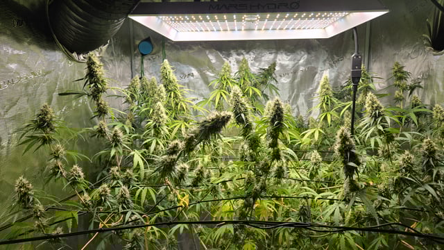 Big Momma Blue Dream  — flower, day 39