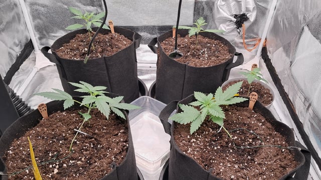 No3 — vegetative, day 22