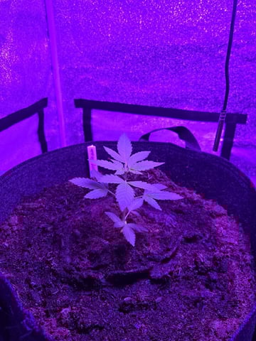 1st Ever Grow — vegetative, day 41