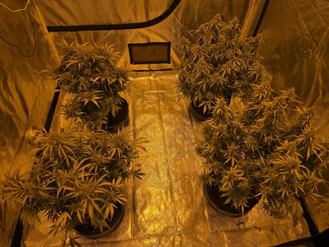 Autos AGAIN — flower, day 94
