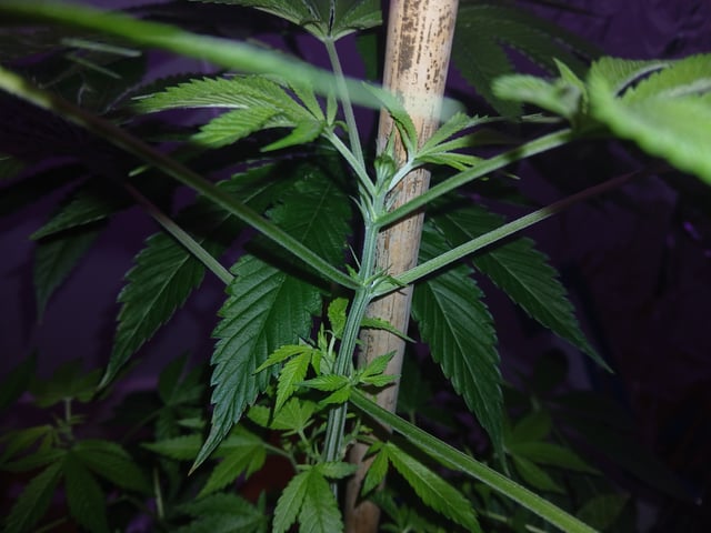 triangle kush  — flower, day 39