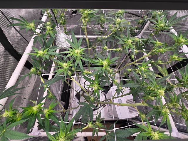 Grow 3 — flower, day 22