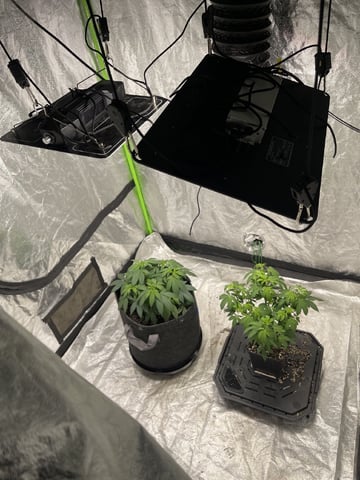 Clones GodFather OG Clones — vegetative, day 52