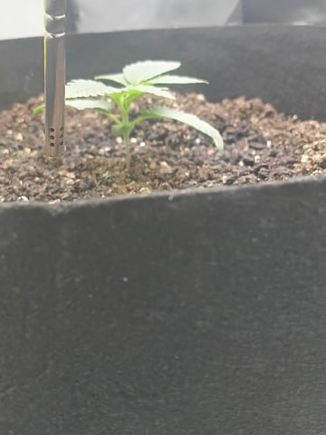 Critical Purple Kush — vegetative, day 24