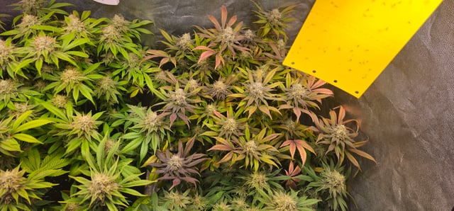 Cookies Usa — flower, day 103