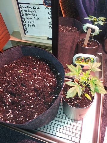 First Grow — vegetative, day 49