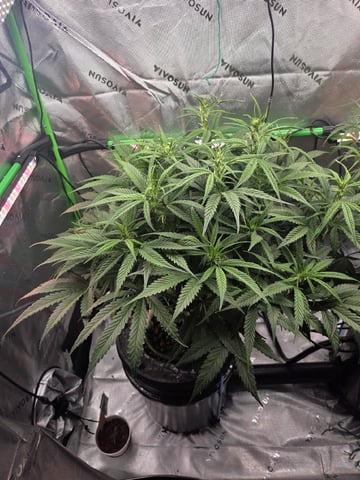 Northern Lights / Banana Kush — flower, day 61