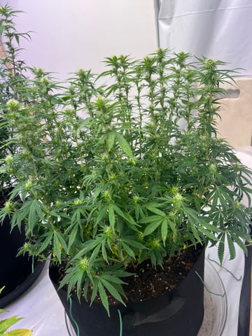 Indoor Grow  — flower, day 62