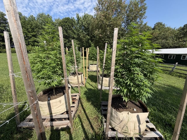 2026 Grow — vegetative, day 55