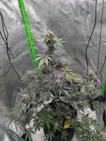 First Grow — flower, day 70