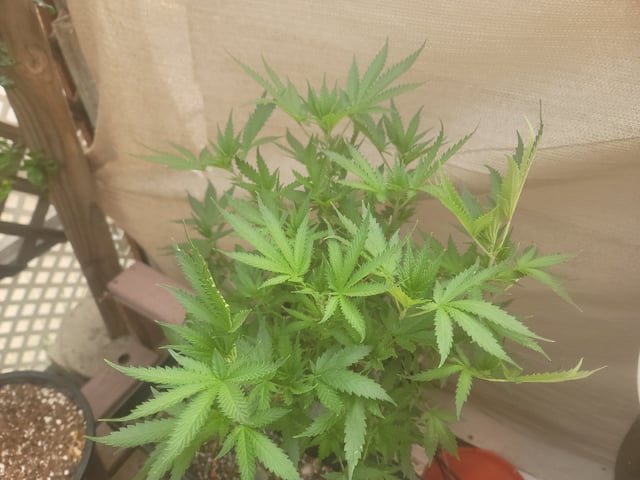 Ghetto Growing — flower, day 31