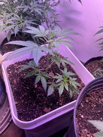 Gigawatt  — vegetative, day 62