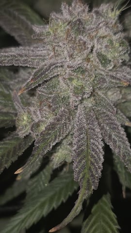 Strawberry Sugar  — flower, day 112