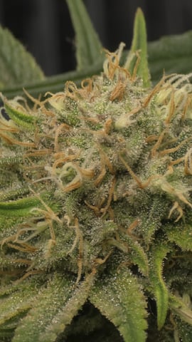 lilac diesel Rbx2 — flower, day 111