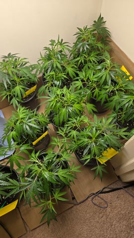 Blue Dream Clones — vegetative, day 12