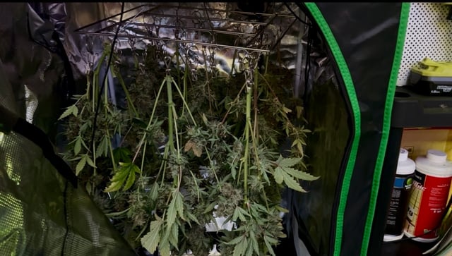 Auto Flower — harvest, day 64