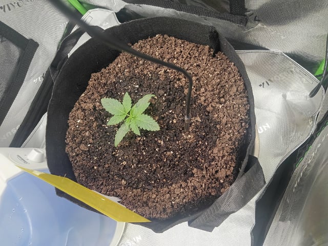 Critical Purple Kush — vegetative, day 24