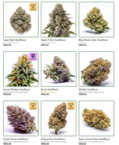 1st Grow - ROYAL MOBY (indoor)(photop.) — flower, day 98