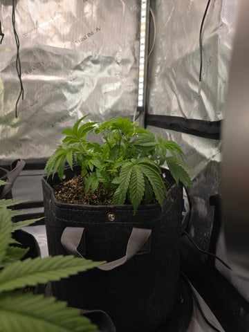 Purple Haze  — vegetative, day 22