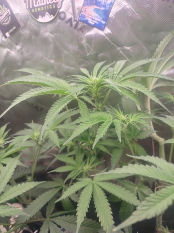 Mainely Genetics Micro Pheno Hunt — flower, day 55