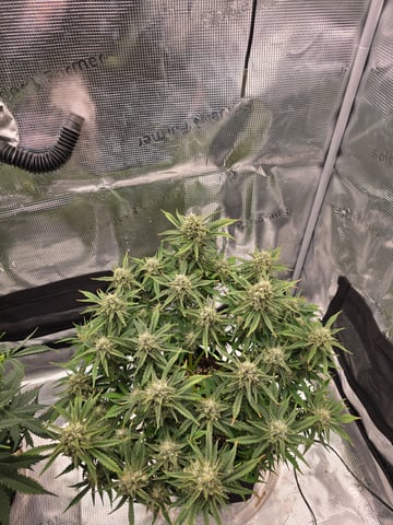 blue dream auto — flower, day 58