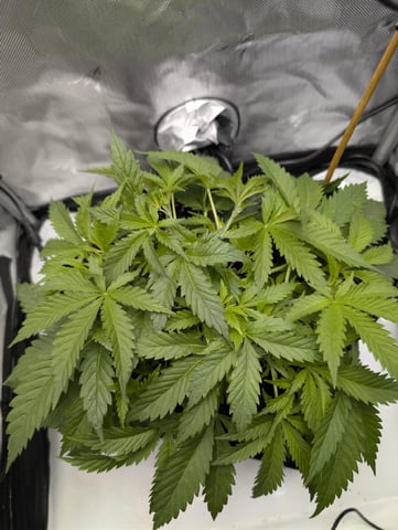 Cinderella 99 — vegetative, day 37