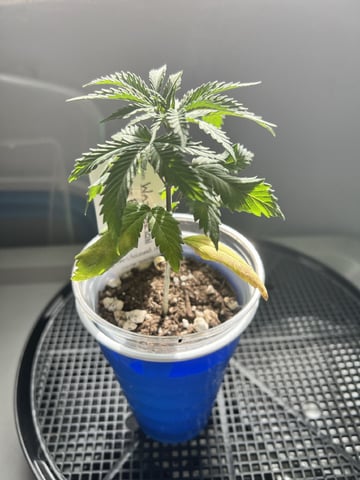 Inside Mother Plants