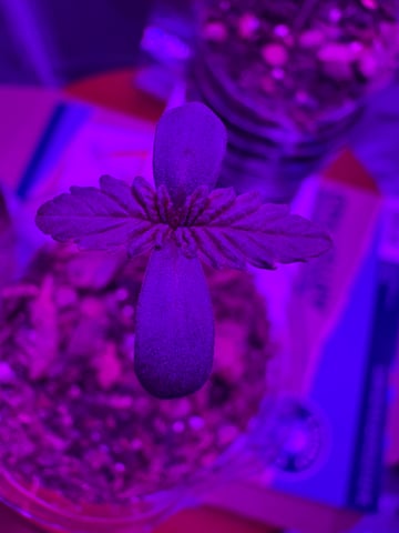 OG Kush — flower, day 145