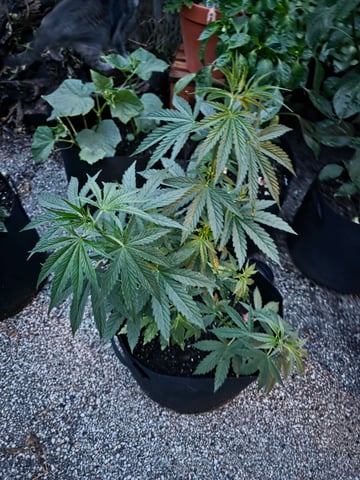 lemon drizz — vegetative, day 33