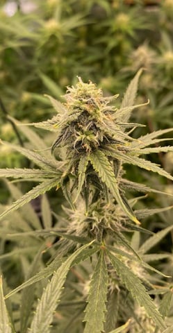 Bruce Banner (Auto) — flower, day 60