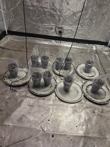 5 th grow still trying to dial it in and get big harvest  — germination, day 1